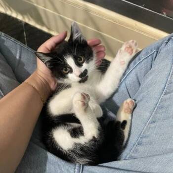 Rescue Domestic Short Hair Cats for Adoption in East Brunswick, New Jersey - Miller | PetCurious