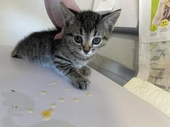 Domestic Short Hair Cats Available for Adoption - Parsley | PetCurious