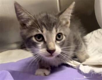LANCE -  Domestic Short Hair Cat for Adoption in Fort Lauderdale, Florida - LANCE | PetCurious