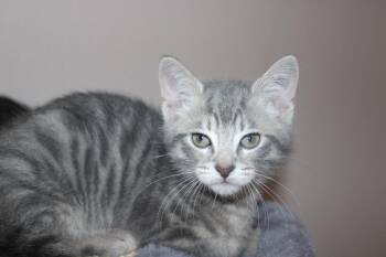 Steve Rogers -  Domestic Medium Hair Cat for Adoption in Colbert, Georgia - Steve Rogers | PetCurious
