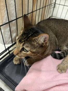 Yuji -  Domestic Short Hair Cat for Adoption in Honolulu, Hawaii - Yuji | PetCurious