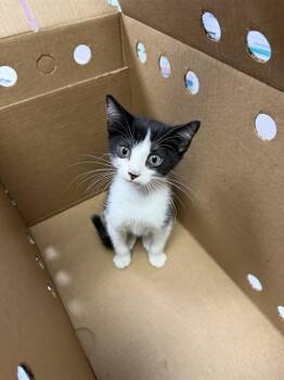 TINY CHICKEN -  Domestic Medium Hair Cat for Adoption in Jacksonville, Florida - TINY CHICKEN | PetCurious