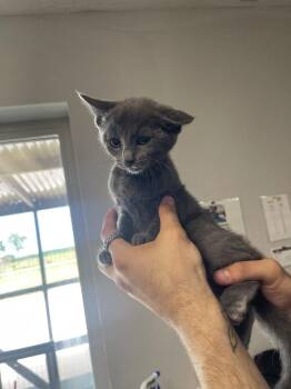 Domestic Short Hair Cats Available for Adoption in Bolivar, Missouri - Tiny | PetCurious