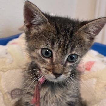 Flicker 21 -  Domestic Short Hair Cat for Adoption in Austin, Texas - Flicker 21 | PetCurious