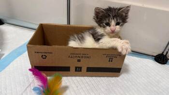 Domestic Medium Hair Cats Available for Adoption in Chicago, Illinois - Lily | PetCurious