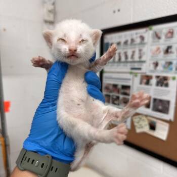 Domestic Short Hair Cats Available for Adoption in Edinburg, Texas - Marshmallow Fluff | PetCurious