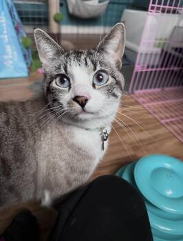 Haku -  Siamese Cat for Adoption in Landenberg, Pennsylvania - Haku | PetCurious