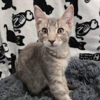 Domestic Short Hair Cats Available for Adoption in West Olive, Michigan - J.J.B.L.T | PetCurious