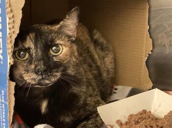 BUMBLEBEE -  Domestic Short Hair Cat for Adoption in Tustin, California - BUMBLEBEE | PetCurious