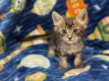 A552221 -  Domestic Short Hair Cat for Adoption in Moreno Valley, California - A552221 | PetCurious
