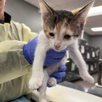 Sycamore -  Domestic Short Hair Cat for Adoption in Salt Lake City, Utah - Sycamore | PetCurious