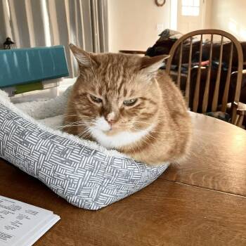 Domestic Short Hair Cats Available for Adoption in Plainfield, Illinois - Red | PetCurious