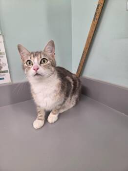Monday -  Domestic Short Hair Cat for Adoption in Athens, Tennessee - Monday | PetCurious