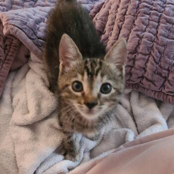 Fozzie Bear -  Domestic Short Hair Cat for Adoption in Costa Mesa, California - Fozzie Bear | PetCurious
