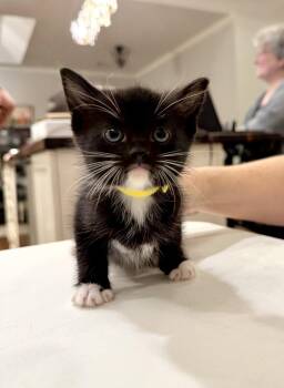 Angie Lopez (Available for pre-adoption) -  Domestic Short Hair Cat for Adoption in Camden, South Carolina - Angie Lopez (Available For Pre-adoption) | PetCurious