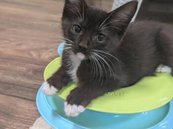 Panda -  Domestic Short Hair Cat for Adoption in North Richland Hills, Texas - Panda | PetCurious