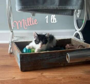 Milo -  Domestic Short Hair Cat for Adoption in Darien, Georgia - Milo | PetCurious