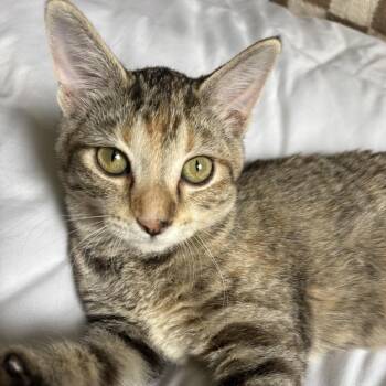 Maple Syrup -  Domestic Short Hair Cat for Adoption in Mondovi, Wisconsin - Maple Syrup | PetCurious