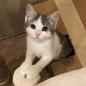 0726-235 Trisha -  Domestic Short Hair Cat for Adoption in Abingdon, Maryland - 0726-235 Trisha | PetCurious