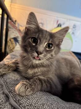 Pretzel -  Maine Coon Cat for Adoption in Lakeport, California - Pretzel | PetCurious