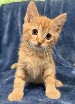 Cheddar -  Domestic Short Hair Cat for Adoption in Nashville, Tennessee - Cheddar | PetCurious
