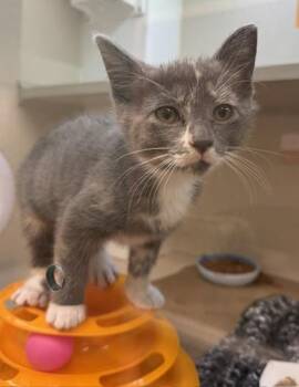 Primrose -  Domestic Short Hair Cat for Adoption in Bellevue, Washington - Primrose | PetCurious