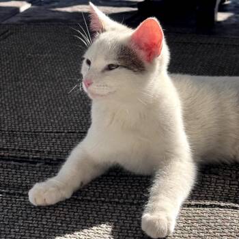 Domestic Short Hair Cats Available for Adoption - Leroy | PetCurious