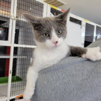 Domestic Medium Hair Cats Available for Adoption in Ruckersville, Virginia - Ash | PetCurious