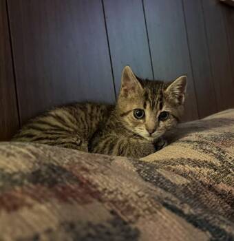 Domestic Short Hair Cats Available for Adoption - CINDY LOU WHO | PetCurious