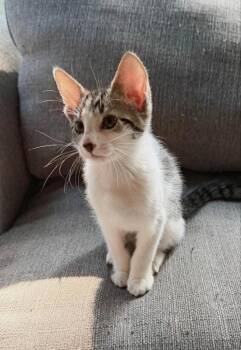 Frodo -  Domestic Short Hair Cat for Adoption in Knoxville, Tennessee - Frodo | PetCurious