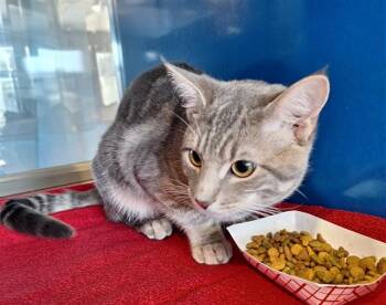 Domestic Short Hair Cats Available for Adoption - CUPID | PetCurious