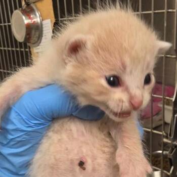 Ghost -  Domestic Short Hair Cat for Adoption in Grantsville, Utah - Ghost | PetCurious
