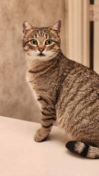 Domestic Short Hair and Tabby Cats Available for Adoption - Rubi | PetCurious