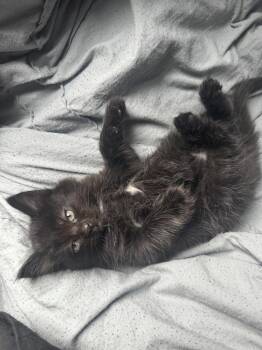 Domestic Short Hair Cats Available for Adoption in Dallas, Texas - Toasty | PetCurious