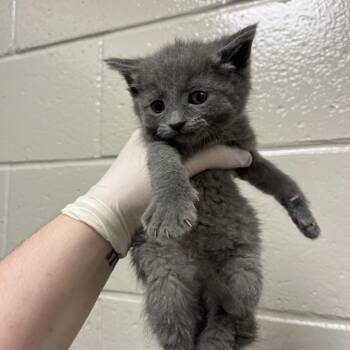 Charlotte Tilbury -  Domestic Short Hair Cat for Adoption in Reno, Nevada - Charlotte Tilbury | PetCurious