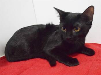 LATHESHA -  Domestic Short Hair Cat for Adoption in Sacramento, California - LATHESHA | PetCurious