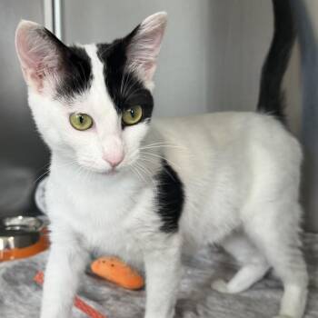 Nmecha -  Domestic Short Hair Cat for Adoption in Los Angeles, California - Nmecha | PetCurious
