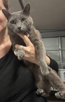 Domestic Short Hair and Russian Blue Cats Available for Adoption in Walnut Creek, California - Phoenix | PetCurious