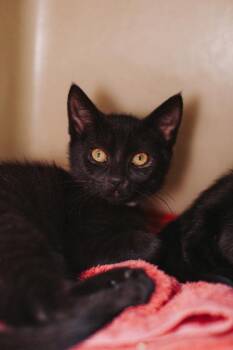 92846a Chia -  Domestic Short Hair Cat for Adoption in North Charleston, South Carolina - 92846a Chia | PetCurious