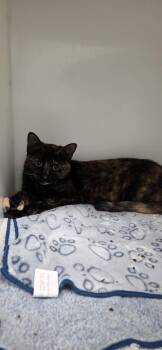 Phoebe -  Domestic Short Hair Cat for Adoption in Delson, Quebec - Phoebe | PetCurious