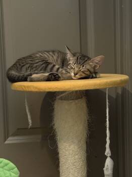 Rescue Tabby and Domestic Short Hair Cats for Adoption in Dallas, Texas - Rango | PetCurious