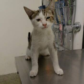 Tonto -  Domestic Short Hair Cat for Adoption in San Gabriel, California - Tonto | PetCurious