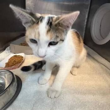 New Orleans -  Domestic Short Hair Cat for Adoption in El Paso, Texas - New Orleans | PetCurious