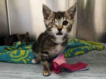 JOHNNY -  Domestic Short Hair Cat for Adoption in Martinez, California - JOHNNY | PetCurious