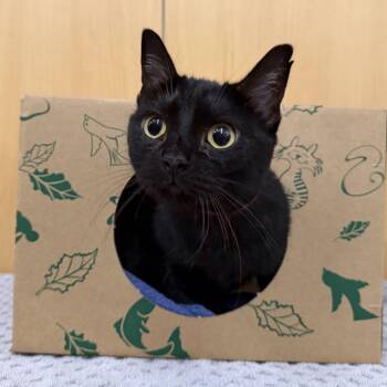 Maggie -  Domestic Short Hair Cat for Adoption in Brentwood, Missouri - Maggie | PetCurious