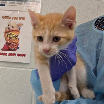 Brennan -  Domestic Short Hair Cat for Adoption in Chattanooga, Tennessee - Brennan | PetCurious