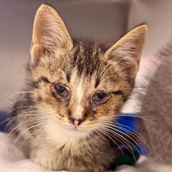 Atchoo -  Domestic Short Hair Cat for Adoption in Evansville, Indiana - Atchoo | PetCurious