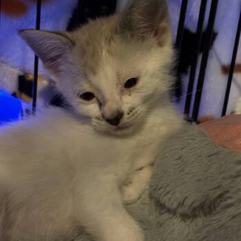 Snowshoe Cats Available for Adoption in Forney, Texas - Cappuccino  | PetCurious