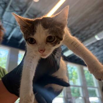 Wormwood -  Domestic Short Hair Cat for Adoption in Huntington, West Virginia - Wormwood | PetCurious