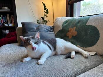 Sausage Link -  Domestic Short Hair Cat Available for Adoption in Chicago, Illinois - Sausage Link | PetCurious
